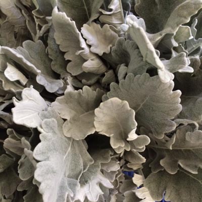 Dusty Miller