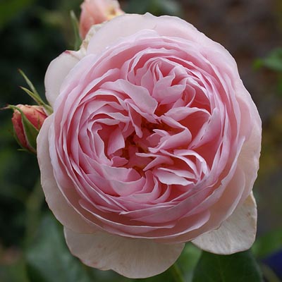 Hot Pink Garden Rose