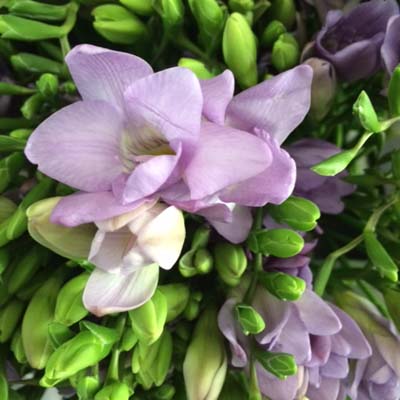 Lavender Freesia