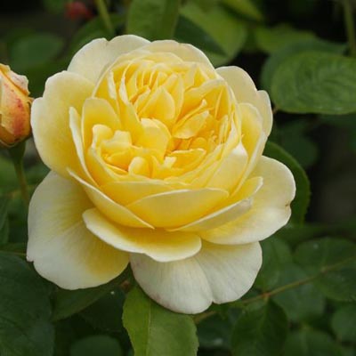 Yellow Heirloom Rose